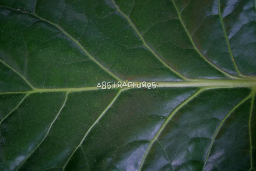Green Leaf Tropical Plant Texture — photographic texture 20 — 13