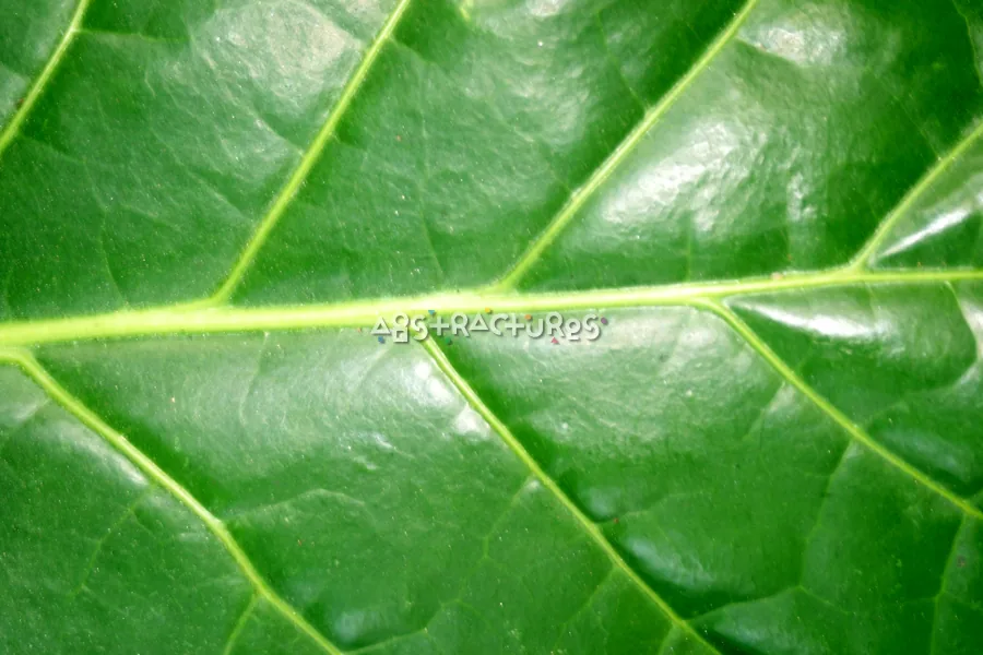 Green Leaf Tropical Plant Texture — photographic texture 20 — 15