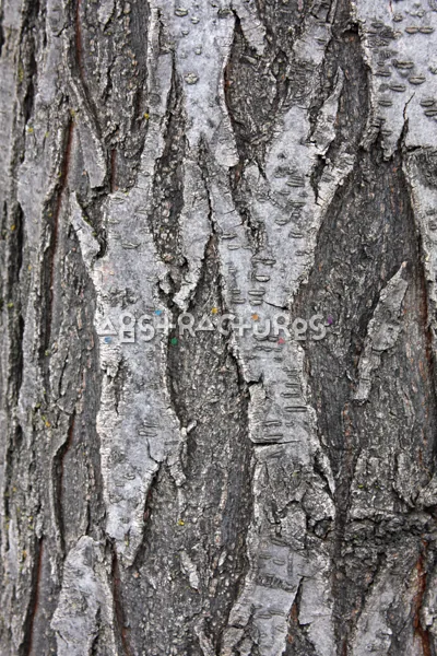 Wood Bark Abstract Texture Background — photographic texture 44 — 24