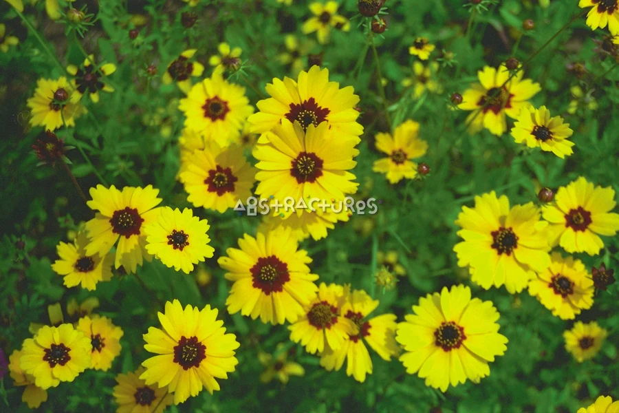 Yellow Flowers Natural Texture Background — photographic texture 04 — 05
