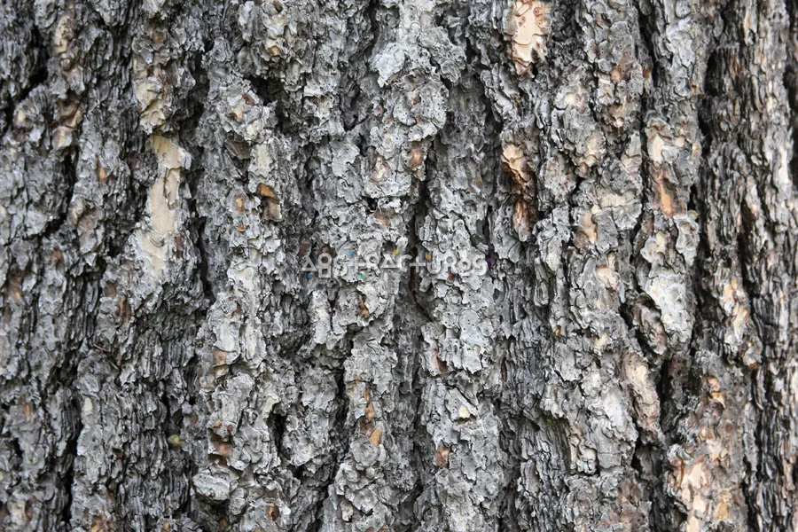 Wood Bark Abstract Texture Background — photographic texture 43 — 26