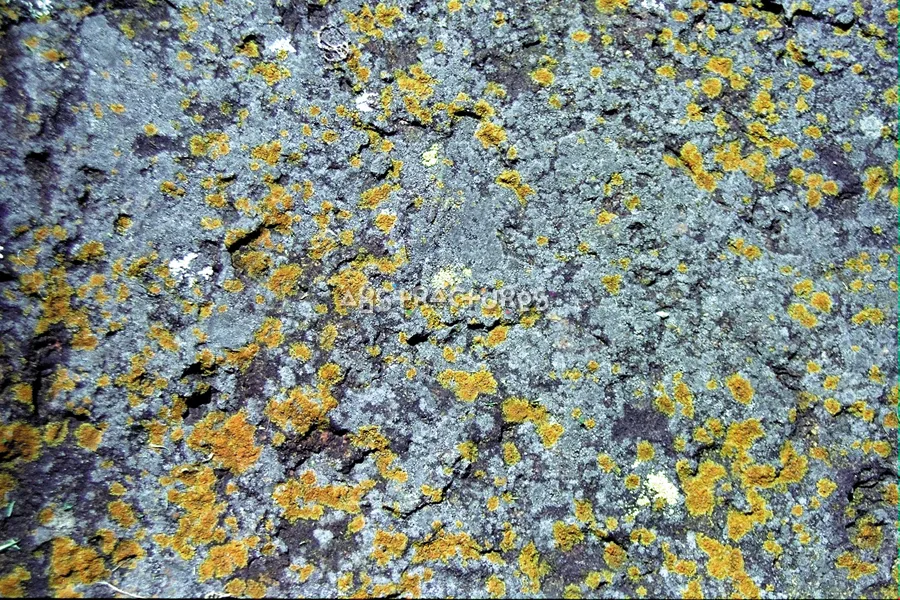 Grey Stone Green Lichens Texture — photographic texture 04 — 15