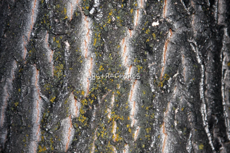 Wood Bark Abstract Texture Background — photographic texture 43 — 20