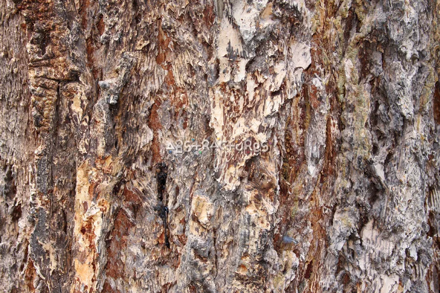 Wood Bark Abstract Texture Background — photographic texture 43 — 35