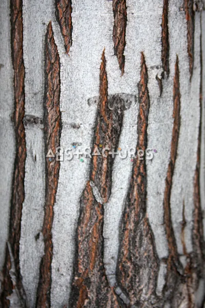 Wood Bark Abstract Texture Background — photographic texture 43 — 09