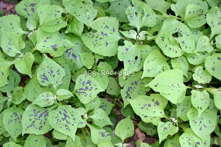 Green Leaves Abstract Texture Background — photographic texture 20 — 14