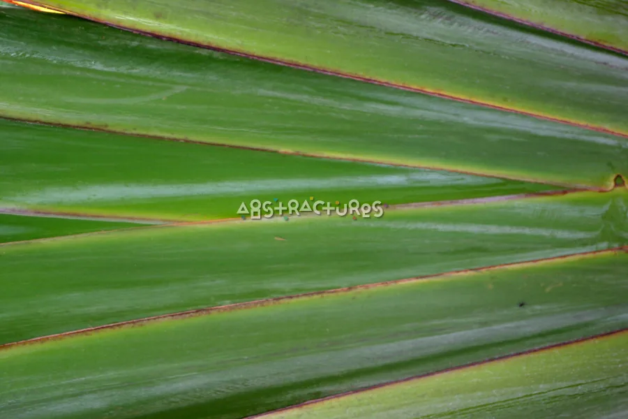 Tropical Plant Abstract Texture Image — photographic texture 20 — 03