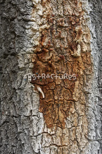Wood Bark Abstract Texture Background — photographic texture 43 — 13