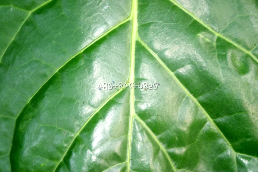 Green Leaf Tropical Plant Texture — photographic texture 20 — 23