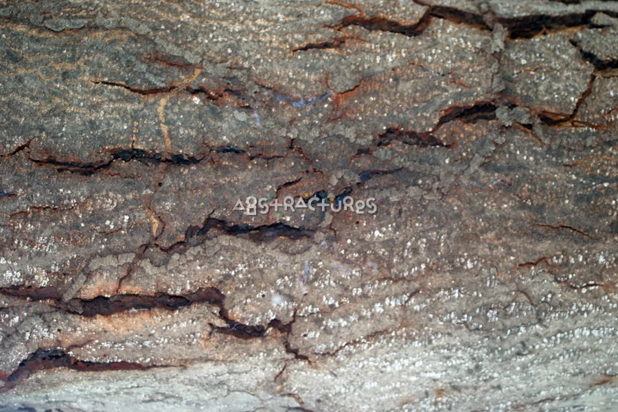 Tree Bark Wood Texture Background — photographic texture 15 — 33