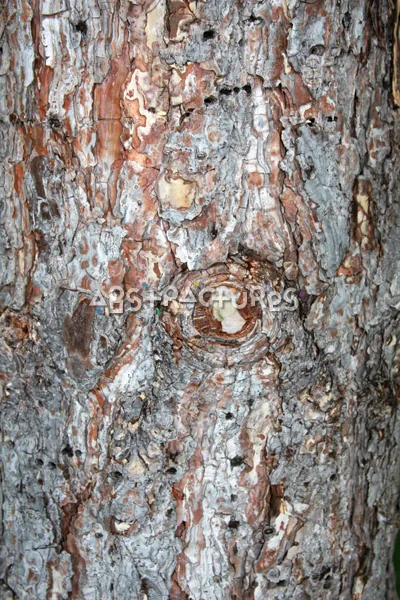 Wood Bark Abstract Texture Background — photographic texture 43 — 37