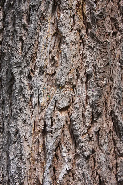Wood Bark Abstract Texture Background — photographic texture 43 — 36