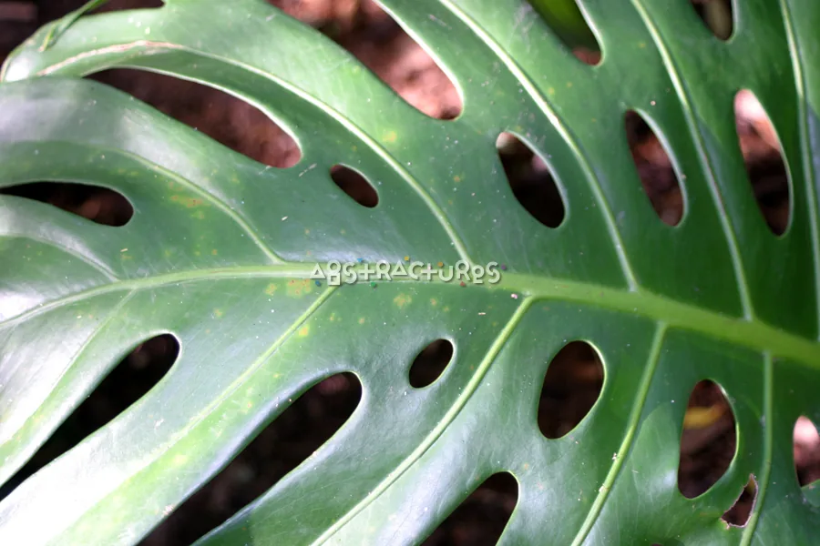 Tropical Plant Abstract Texture Image — photographic texture 20 — 27