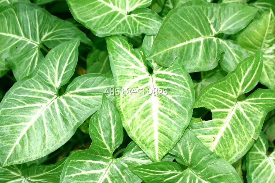Green Leaves Abstract Texture Background — photographic texture 20 — 25