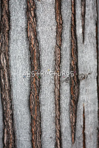 Wood Bark Abstract Texture Background — photographic texture 44 — 36