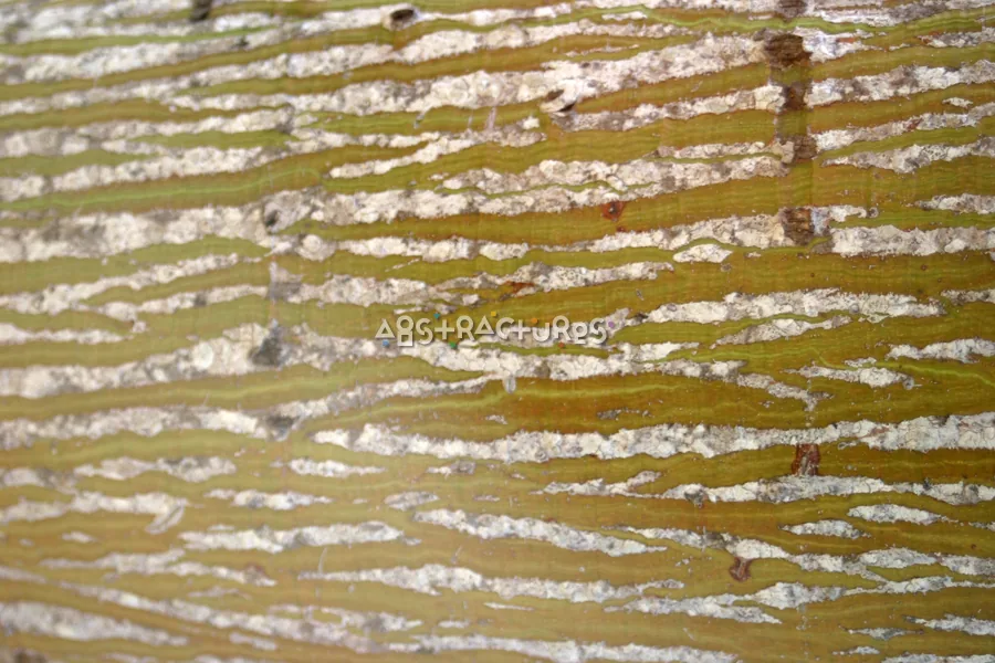 Green Tree Bark Wood Texture — photographic texture 15 — 37