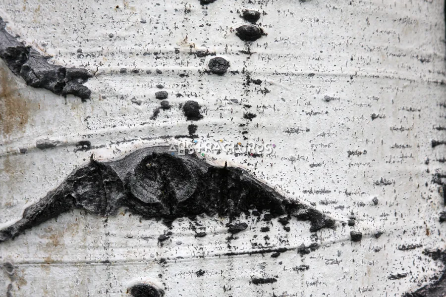Wood Bark Abstract Texture Background — photographic texture 44 — 06