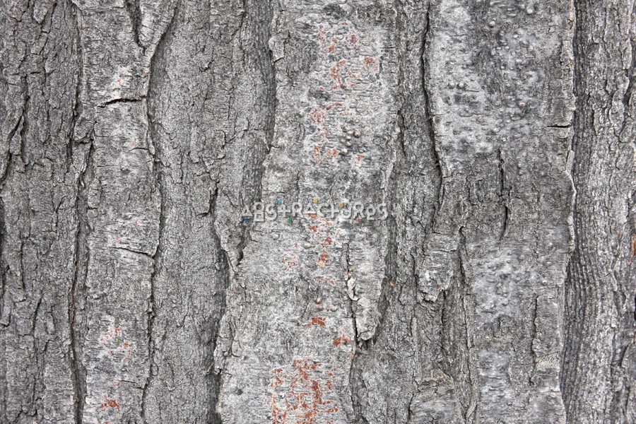 Wood Bark Abstract Texture Background — photographic texture 44 — 25