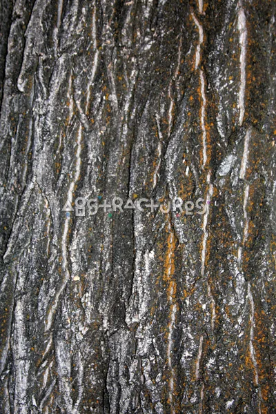 Wood Bark Abstract Texture Background — photographic texture 43 — 29