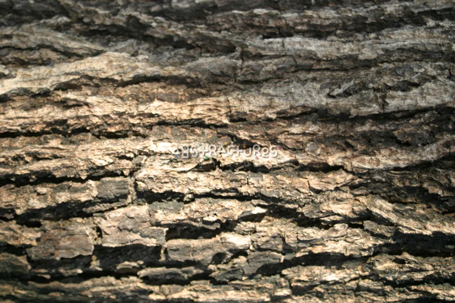 Brown Tree Bark Wood Texture — photographic texture 15 — 40