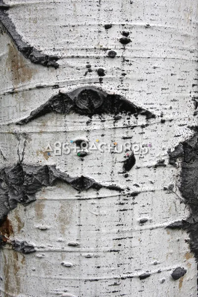 Wood Bark Abstract Texture Background — photographic texture 44 — 39