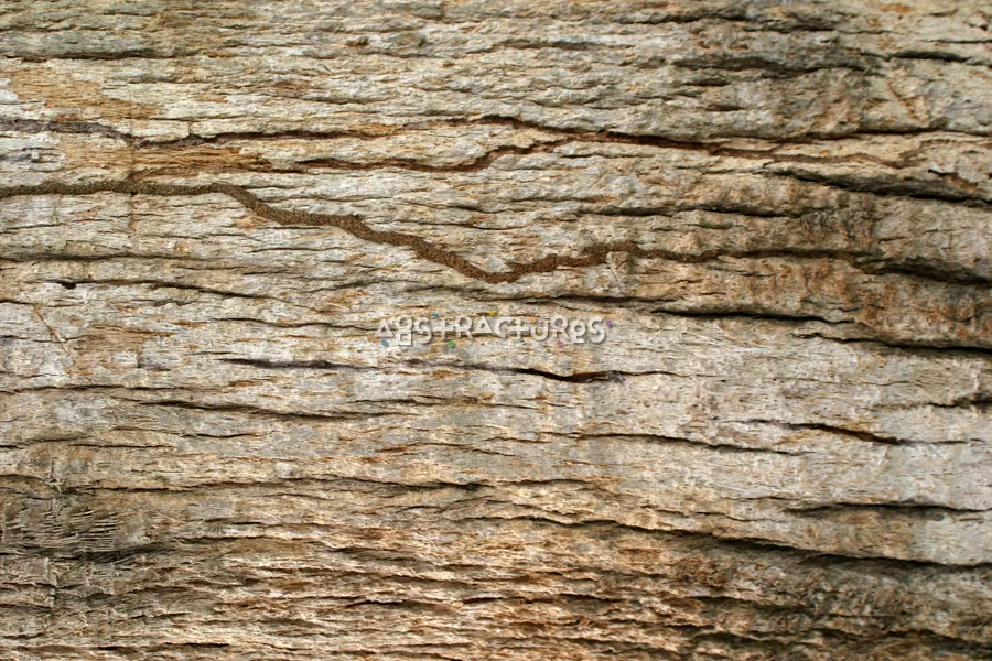 Tree Bark Wood Texture Image — photographic texture 15 — 13