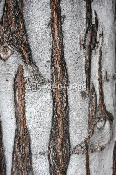 Wood Bark Abstract Texture Background — photographic texture 44 — 16