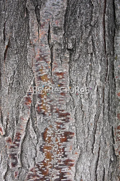 Wood Bark Abstract Texture Background — photographic texture 44 — 11