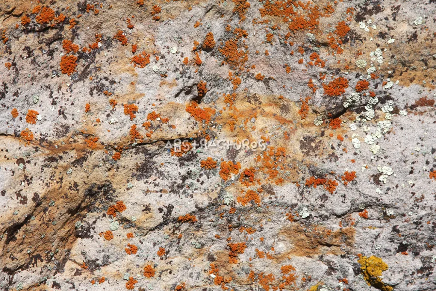 White Orange Lichens Stone Texture — photographic texture 34 — 38