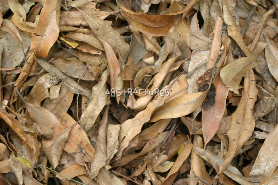 Tan Palm Tree Background Texture — photographic texture 05 — 25