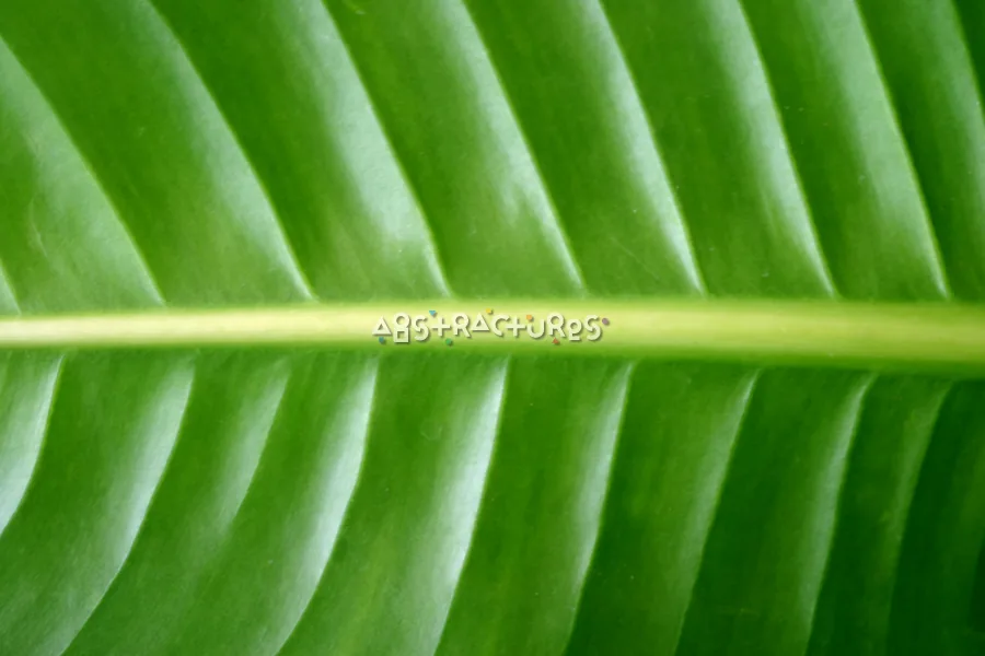 Green Leaf Abstract Texture Image — photographic texture 20 — 38