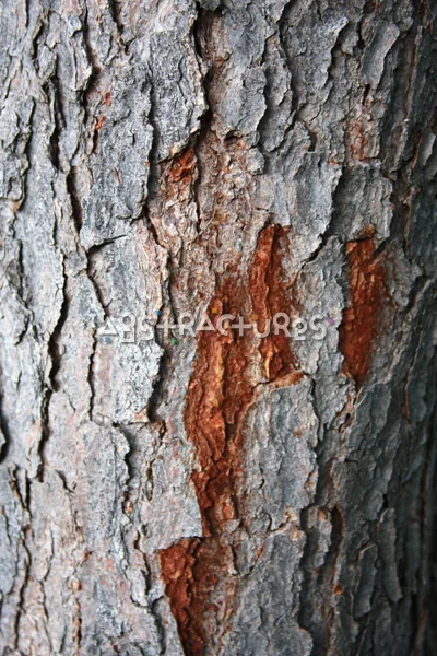 Wood Bark Abstract Texture Background — photographic texture 44 — 20